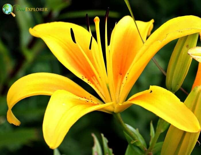 Liliales Unique Characteristics Liliales Unique Characteristics