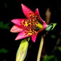 Lilium bolanderi