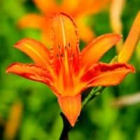 Lilium distichum