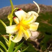 Lilium kesselringianum