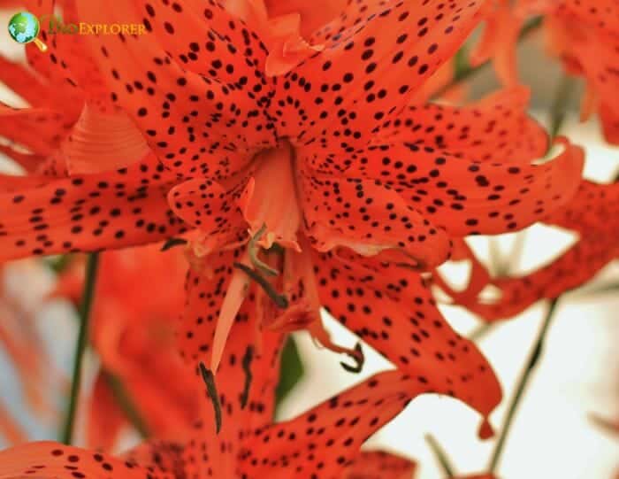 Lilium Lancifolium