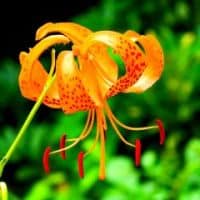 Lilium leichtlinii