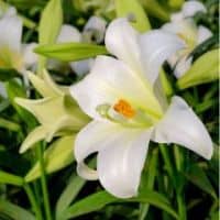 Lilium longiflorum