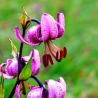 Lilium martagon