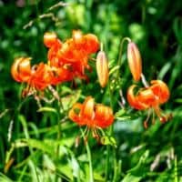 Lilium medeoloides