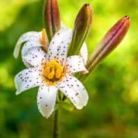 Lilium rubescens