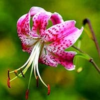 Lilium speciosum