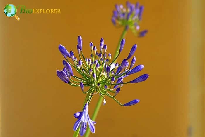 Lily of the Nile Flower