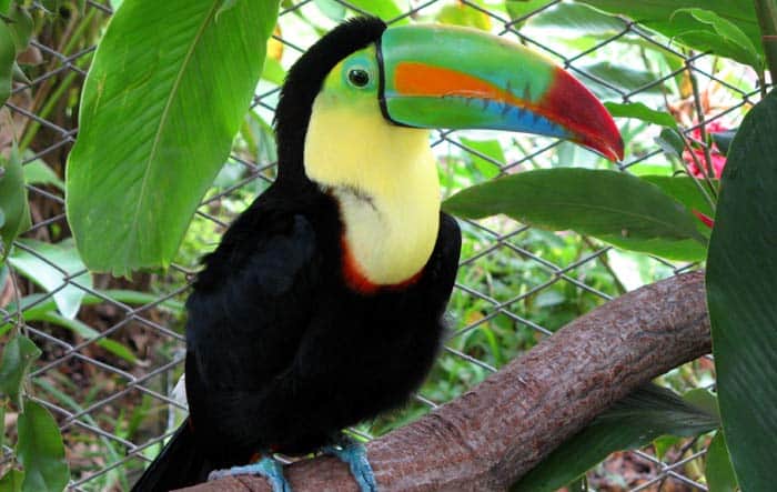 Toucans