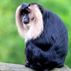 Lion-tailed Macaque Lion-tailed Macaque