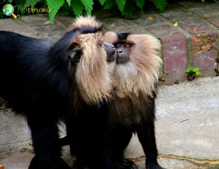 Lion Tailed Macaques Lion Tailed Macaques