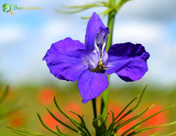 Little Larkspur Little Larkspur