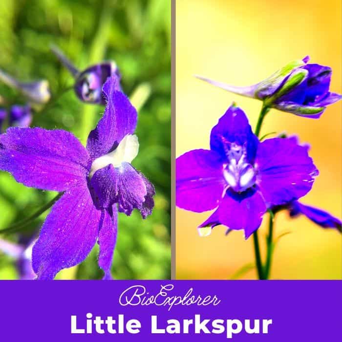 Little Larkspur