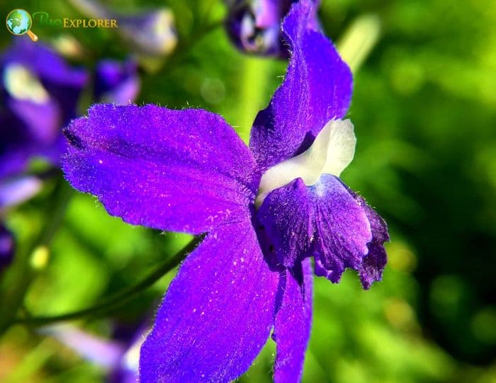 Little Larkspur Little Larkspur