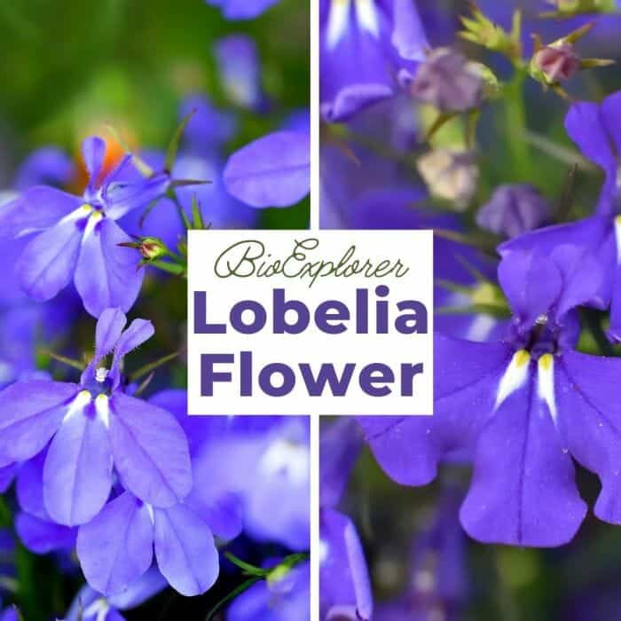 Lobelia