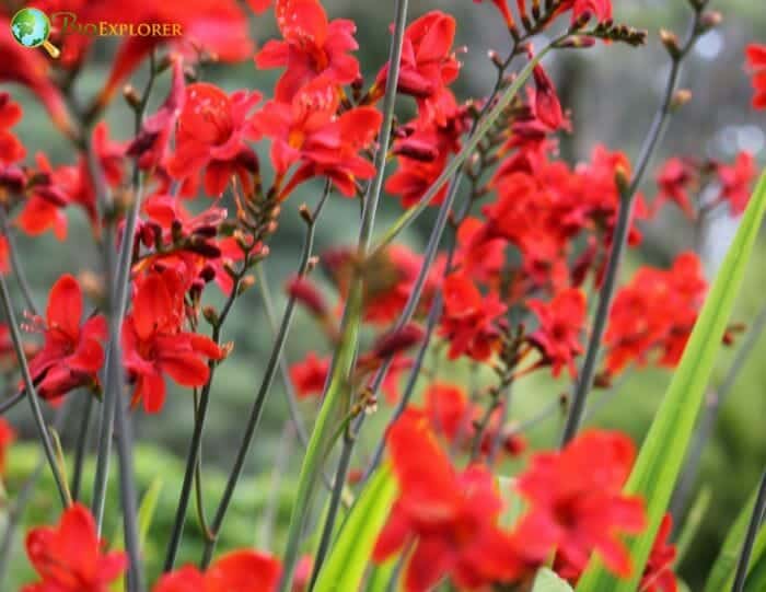 Lobelia Cardinalis