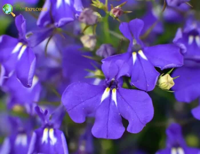 Lobelia Flowers