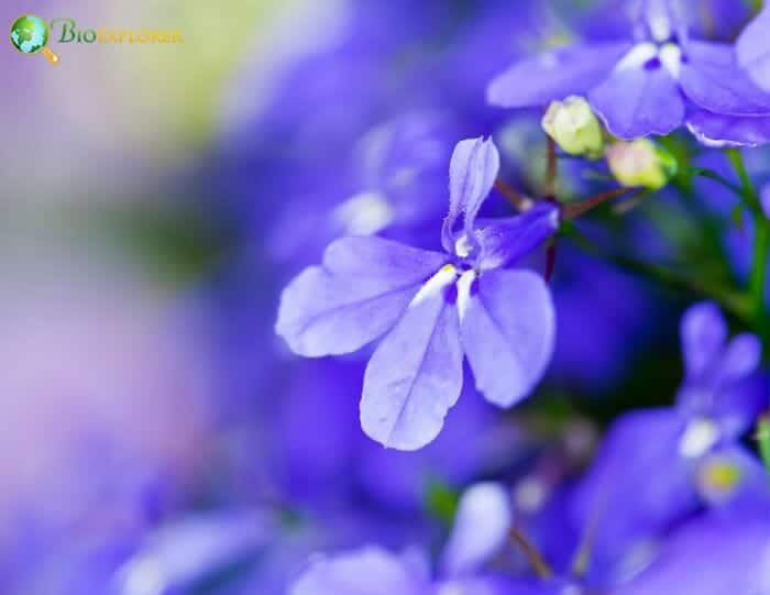 Lobelia Flowers