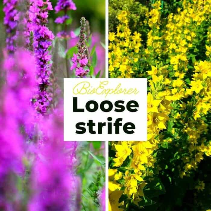 Loosestrife