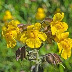 Lopseed flower (Phrymaceae)