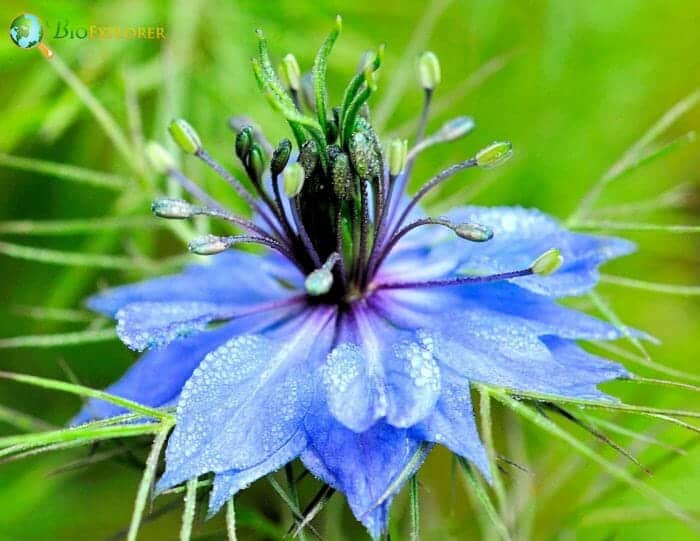 Love In A Mist Flowers