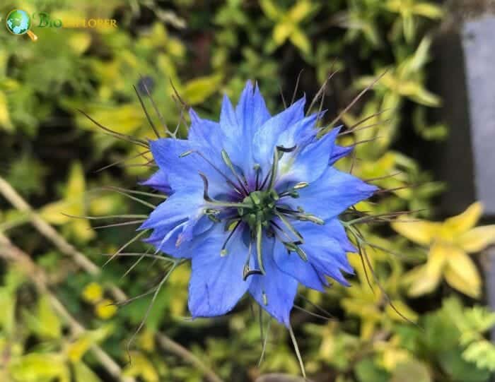 Love In A Mist Flowers