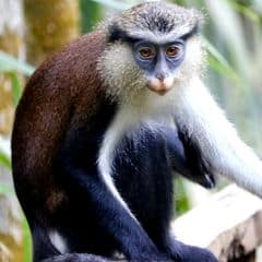 Lowe's Mona Monkey Lowe's Mona Monkey