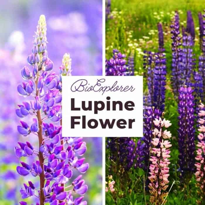 Lupine