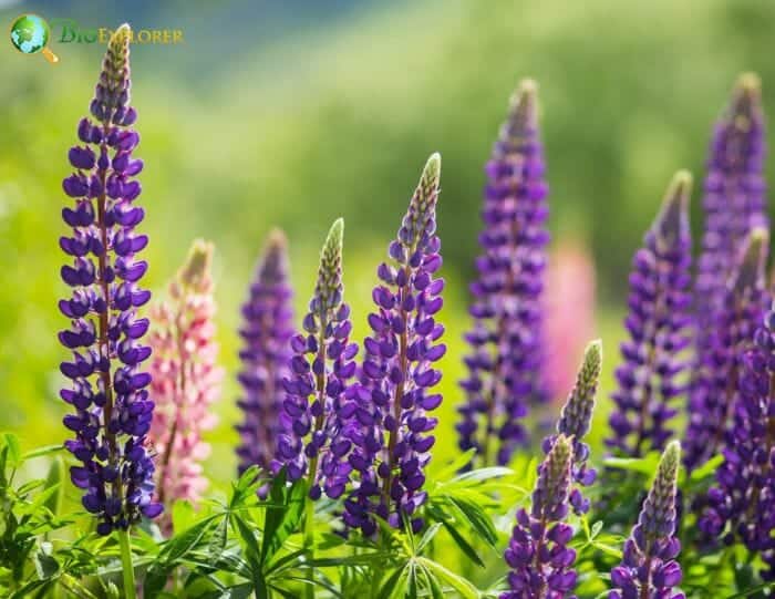 Lupine Flowers