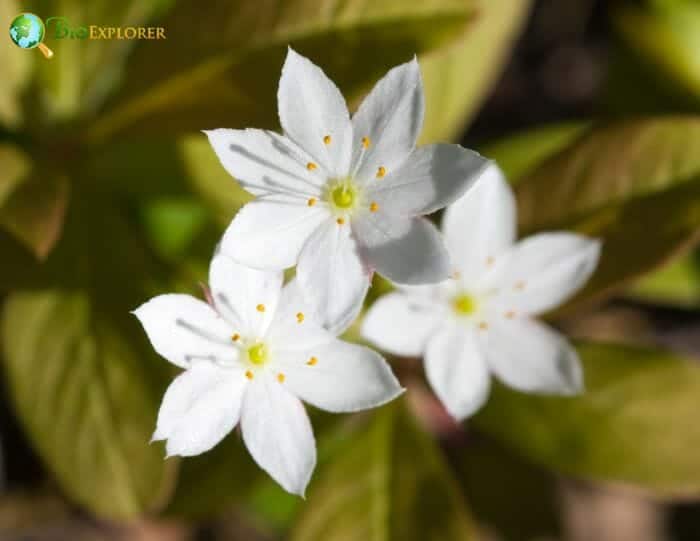 Lysimachia Borealis Lysimachia Borealis