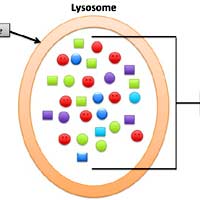 Lysosome Lysosome