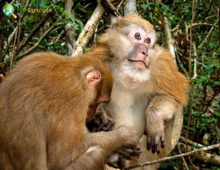 Macaca Assamensis