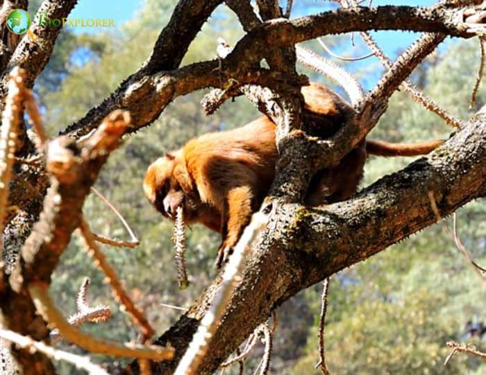 Macaca Munzala Macaca Munzala