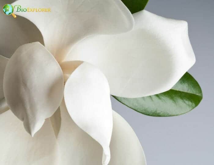 Magnolia Flower