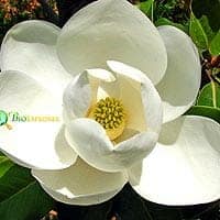 Magnoliids