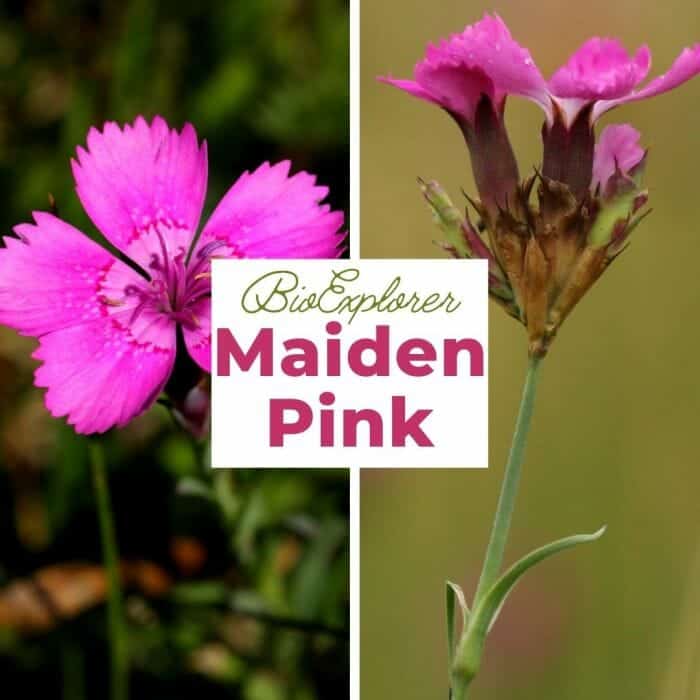 Maiden Pink