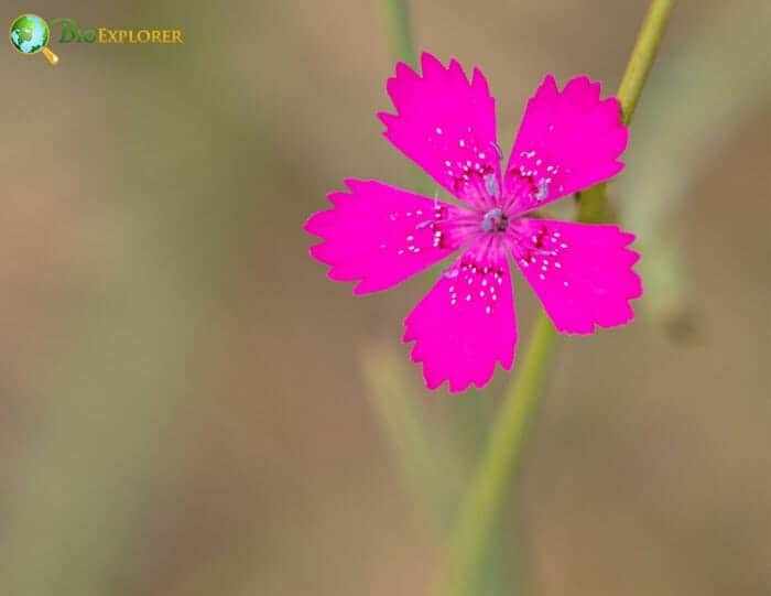 Maiden Pink Flower