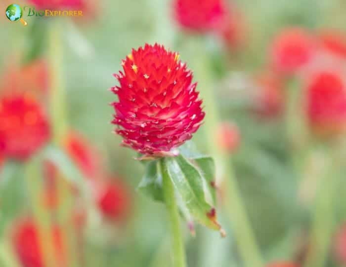 Makhmali Flowers