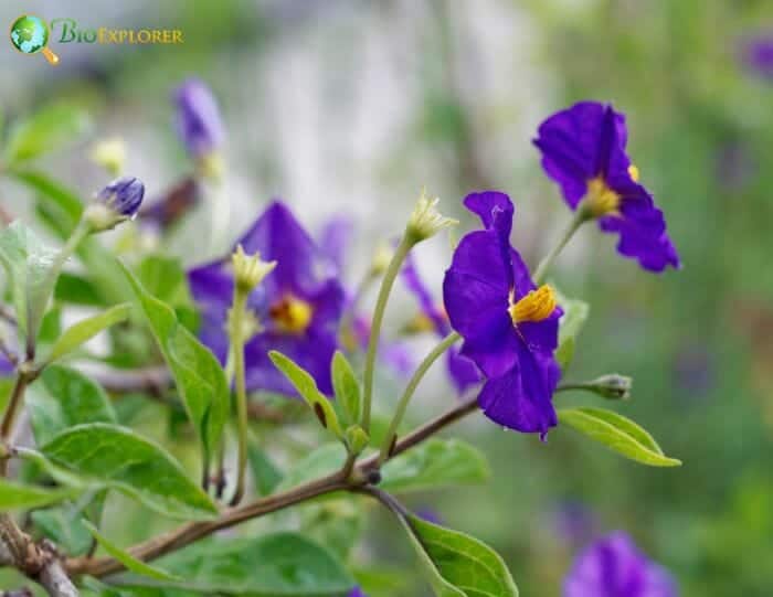 Malpighiales Characteristics Malpighiales Characteristics
