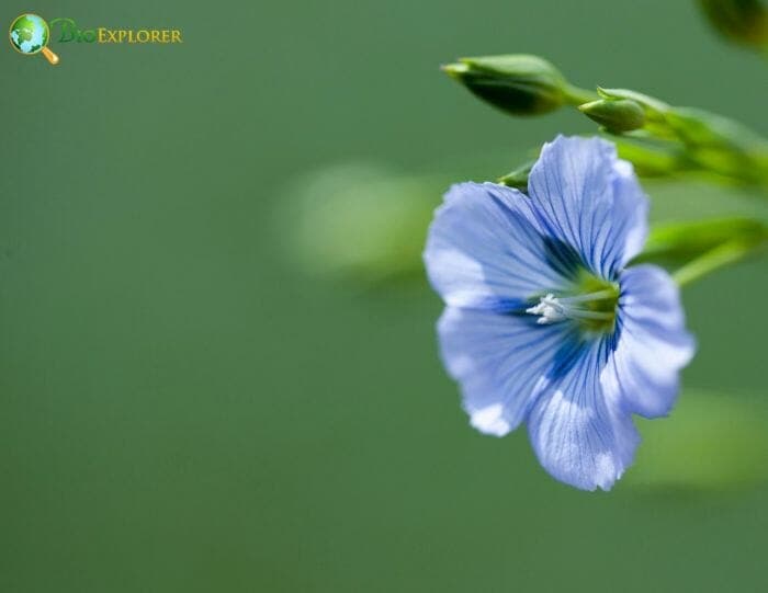 Malpighiales Example Species Malpighiales Example Species