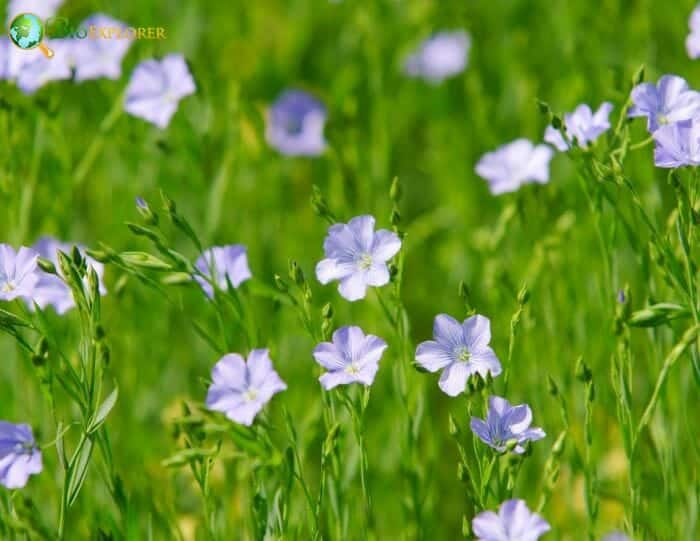 Malpighiales Flowers and Reproduction Malpighiales Flowers and Reproduction