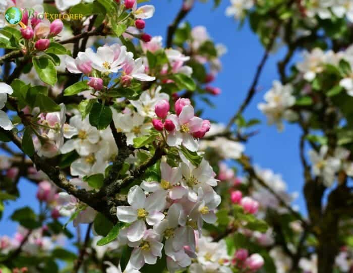 Malus Coronaria