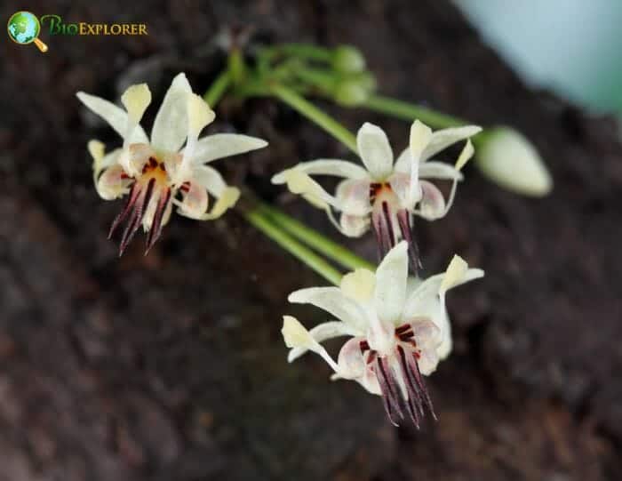 Malvales Example Species Malvales Example Species