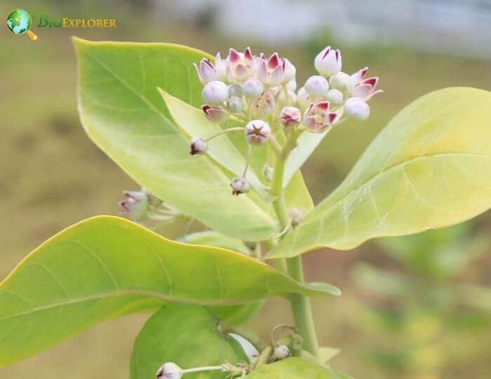 Manchineel Flowers