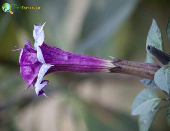 Mandragora Officinarum