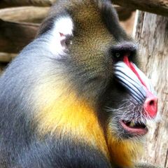 Mandrill Mandrill