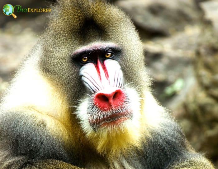 Mandrill Mandrill