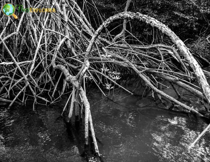 Mangrove roots in Guanacaste, Costa Rica