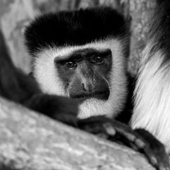 Mantled guereza Mantled guereza