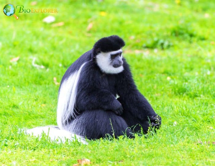 Mantled Guereza Mantled Guereza